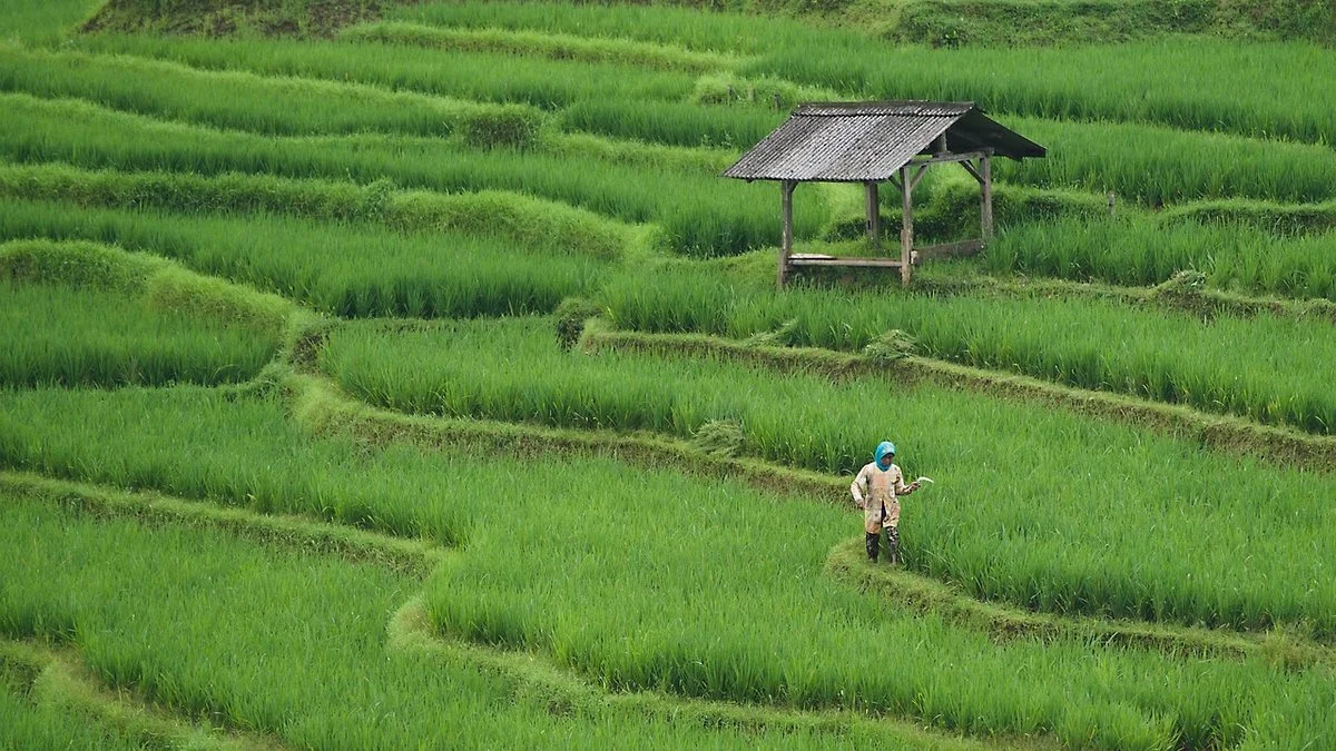塔普破110米栏世界纪录：临场节奏与控制解析